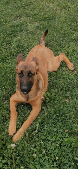 Vând cățelușa Belgian Malinois - imagine 2