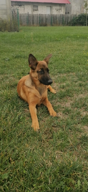 Vând cățelușa Belgian Malinois - imagine 4