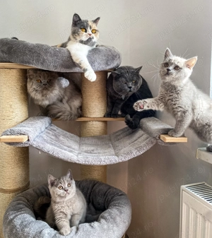 British shorthair din părintii de elită - imagine 2