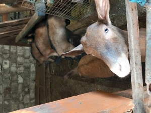 Vând schimb 2 iedute alpina franceza