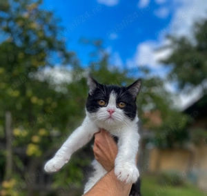 British shorthair motan - imagine 3