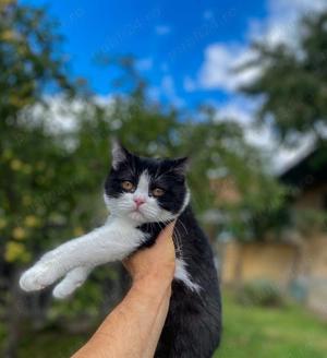British shorthair motan - imagine 2