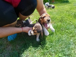 Beagle tricolor isi cauta familie iubitoare