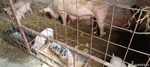 vand scroafe cu tot cu purcei - imagine 2