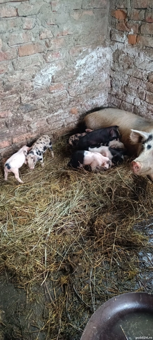 vand scroafe cu tot cu purcei - imagine 3