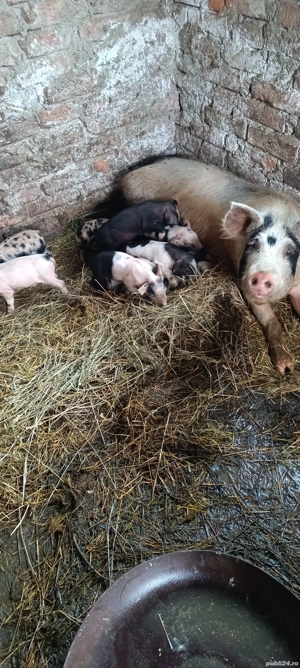 vand scroafe cu tot cu purcei - imagine 4