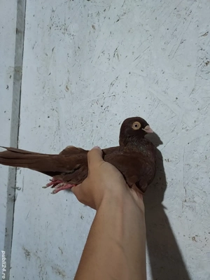 Porumbei Jucatori De Galati