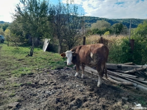 baltata româneasca  - imagine 2 baltata româneasca  - imagine 2