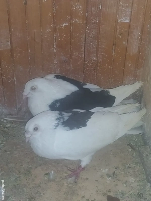 Porumbei Jucatori De Galati - imagine 2