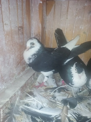 Porumbei Jucatori De Galati - imagine 4