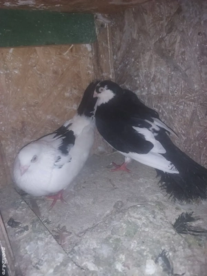 Porumbei Jucatori De Galati - imagine 5