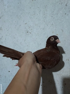 Porumbei Jucatori De Galati - imagine 3