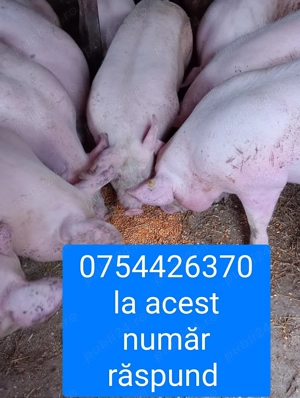 Vând porci de carne 