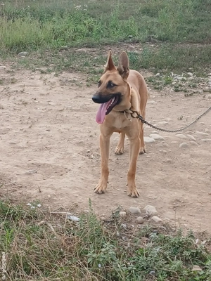 ciobanesc belgian  - imagine 2