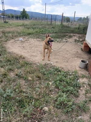 ciobanesc belgian  - imagine 3