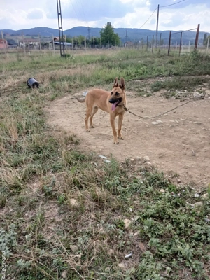 ciobanesc belgian  - imagine 4