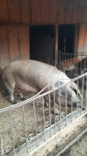 scroafa de vânzare  - imagine 4