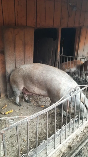 scroafa de vânzare  - imagine 3