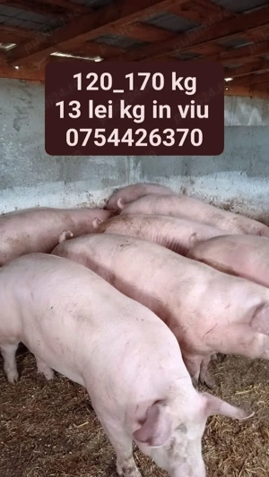 Vând porci de carne