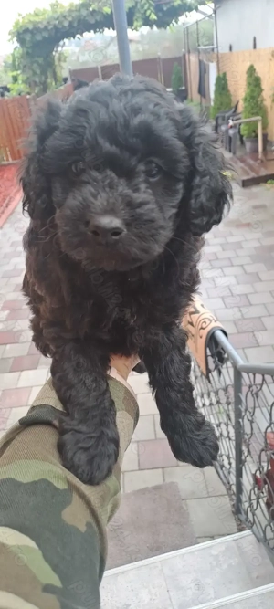 Vând pui de Caniche francez 600 Ron