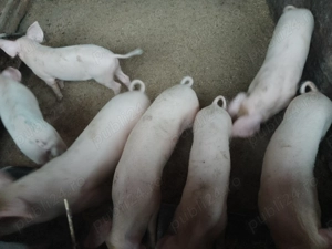 Purcei de vânzare  - imagine 2