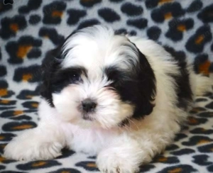 Bichon Havanez 650 lei