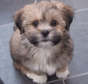 Bichon Havanez 650 lei - imagine 2