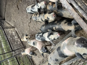 Vând purceii!!!! - imagine 3