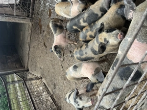 Vând purceii!!!! - imagine 2