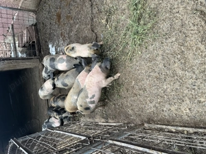 Vând purceii!!!! - imagine 4