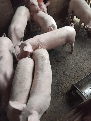 Vând purcei Marele Alb si Landras - imagine 3 Vând purcei Marele Alb si Landras - imagine 3