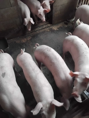 Vând purcei Marele Alb si Landras