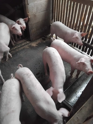 Vând purcei Marele Alb si Landras - imagine 2 Vând purcei Marele Alb si Landras - imagine 2