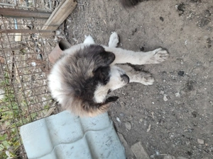 Donez 2 cateluse ciobanesc de bucovina  - imagine 2