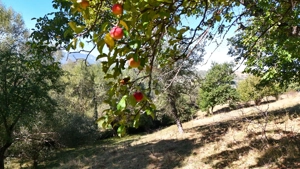 Comision 0% |Teren intravilan 6.232 mp Sohodol| Bran| Utilitati - imagine 9