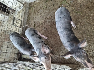 purcei  grasuni porci rasa de carne Pietrain - imagine 4