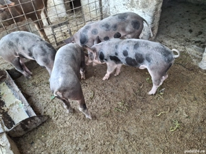 purcei  grasuni porci rasa de carne Pietrain - imagine 2