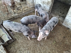 purcei  grasuni porci rasa de carne Pietrain