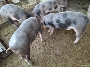 purcei  grasuni porci rasa de carne Pietrain - imagine 3