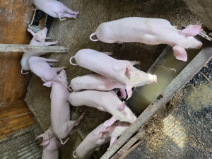 Vând purcei 9 săptămâni  - imagine 2