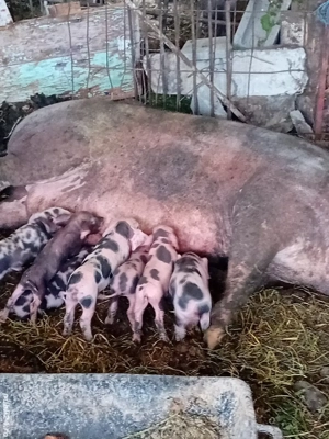 Purcelusi rasa de carne la 10 saptamani