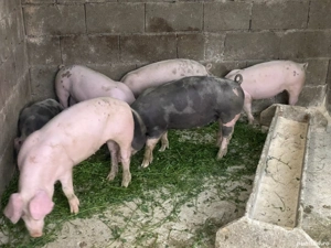 Purcelusi rasa de carne la 10 saptamani - imagine 2