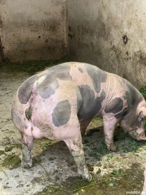 Purcelusi rasa de carne la 10 saptamani - imagine 3