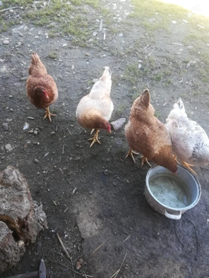 Vând cocoși tineri