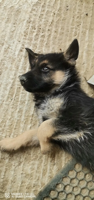 Pui ciobanesc german - imagine 4 Pui ciobanesc german - imagine 4