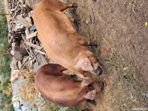 De vinzare - imagine 2