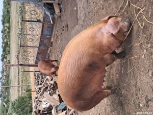 De vinzare - imagine 4