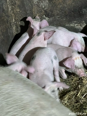 Vand purcei - imagine 4 Vand purcei - imagine 4