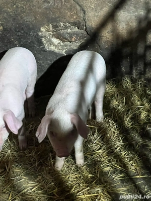 Vand purcei - imagine 2 Vand purcei - imagine 2