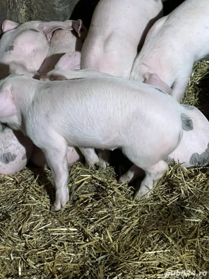 Vand purcei - imagine 3 Vand purcei - imagine 3